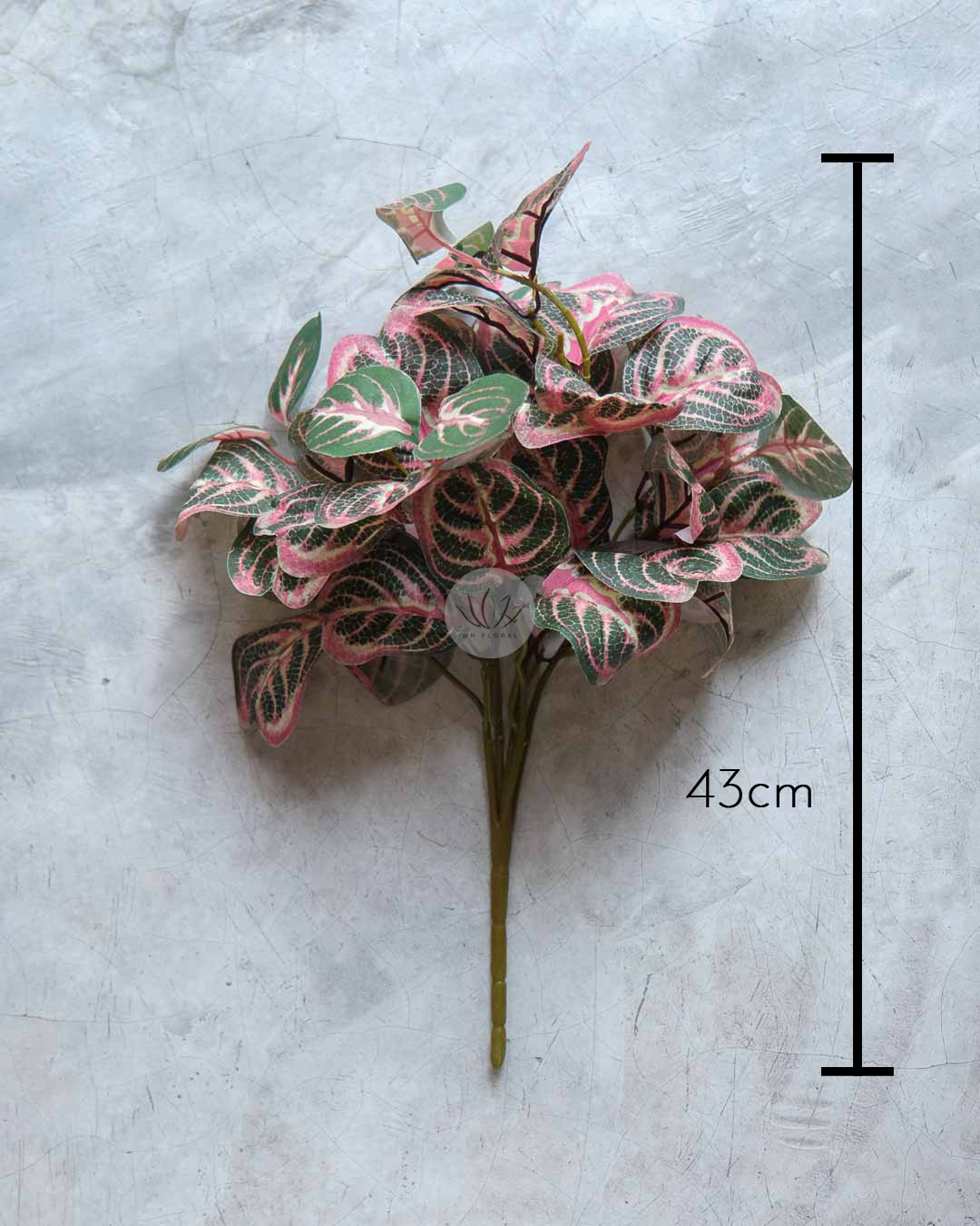 Calathea Roundifoliapoe BP88 - Image 5