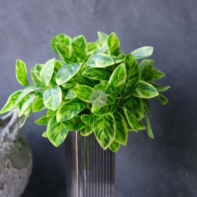 Zebra Bush XL9702-108