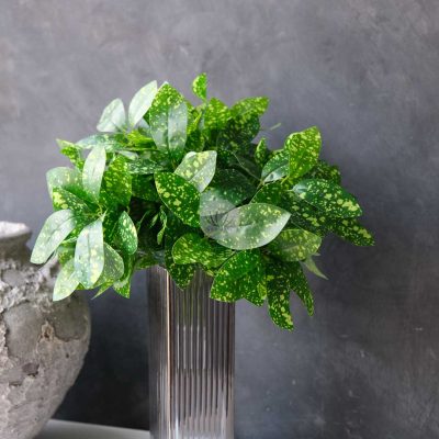 Codiaeum Bush XL9701-108