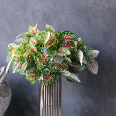 Caladium Bush XL9700-04