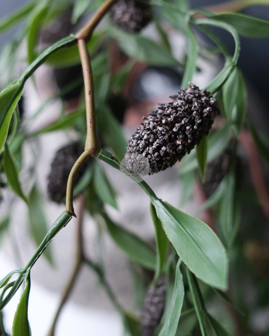 Mulberry Spray XF9979 - Image 3